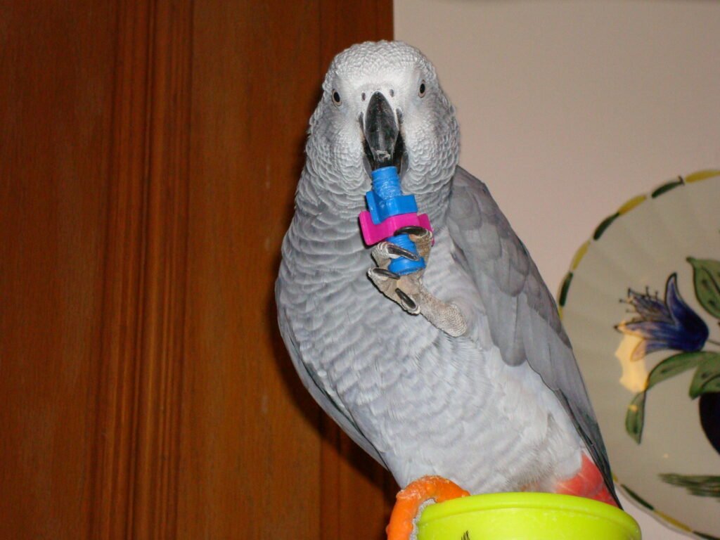 Best toys for African grey parrots