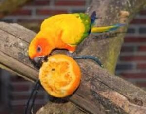Sun conure parrot feeding orange