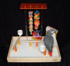 Best toys for African grey parrots