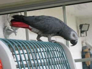 African grey parrot behaviors as a pet