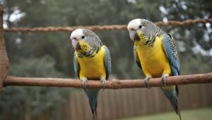 Budgie parrot enrichment ideas