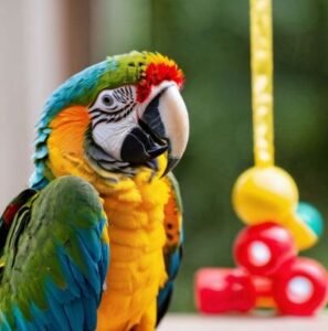 DIY Macaw Toys