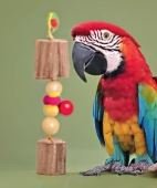 DIY Macaw Toys