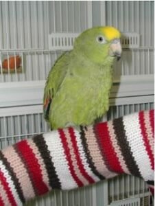 Yellow-naped amazon parrot