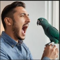 stop your pet bird from screaming