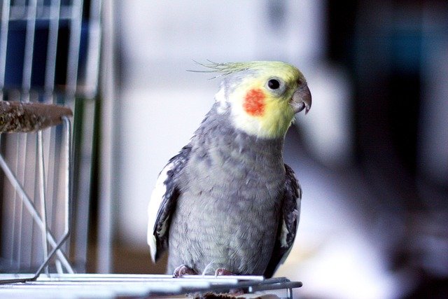 exotic pet birds for beginners