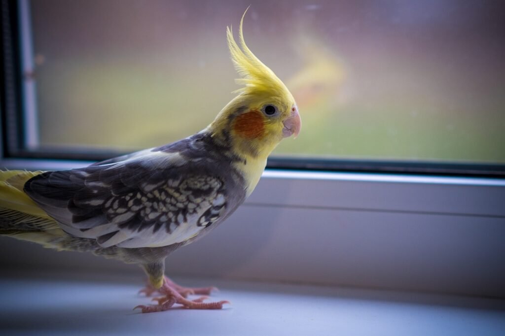 Best and worst things about owning a cockatiel