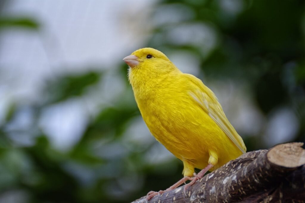 Canary as a companion of cockatiel