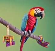 DIY Macaw Toys