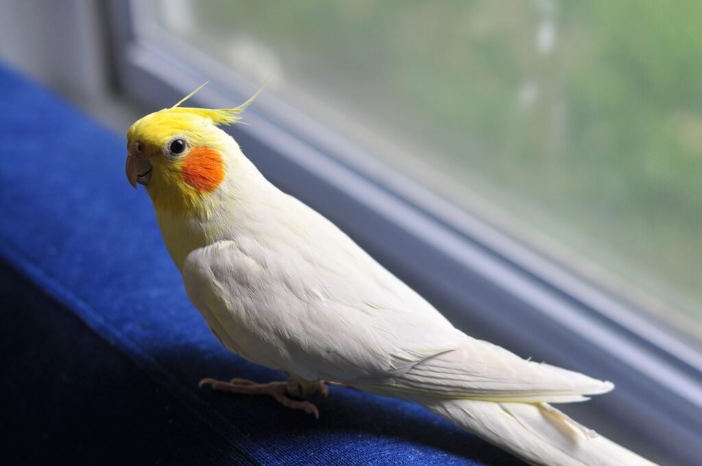 Best and worst things about owning a cockatiel
