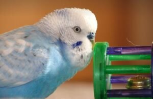 Budgie parrot enrichment ideas