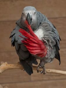 African grey parrot behaviors as a parrot
