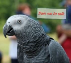 When do parrots start talking?