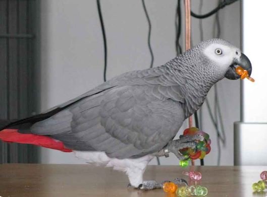 Best toys for African grey parrots