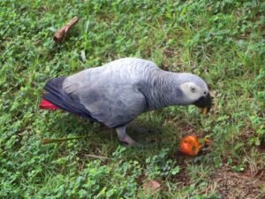 African grey parrot behaviors as a parrot