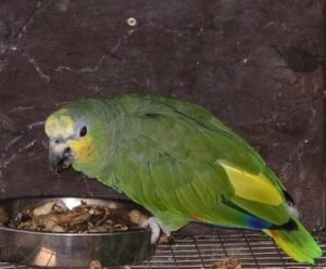 Yellow-naped amazon parrot diet