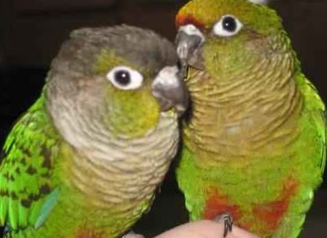 Green cheeked conure behaviors of mating