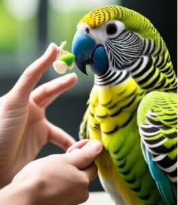 Budgie parrot enrichment ideas