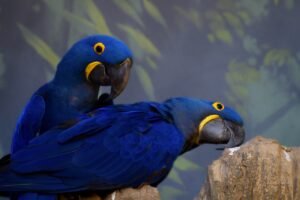 Do macaws make good pets? (Hyacinth macaw)