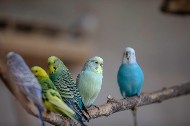 exotic pet birds for beginners