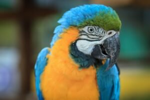 Do macaws make good pets? (Blue and gold macaw)