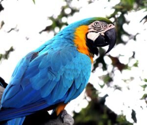 Do macaws make good pets?