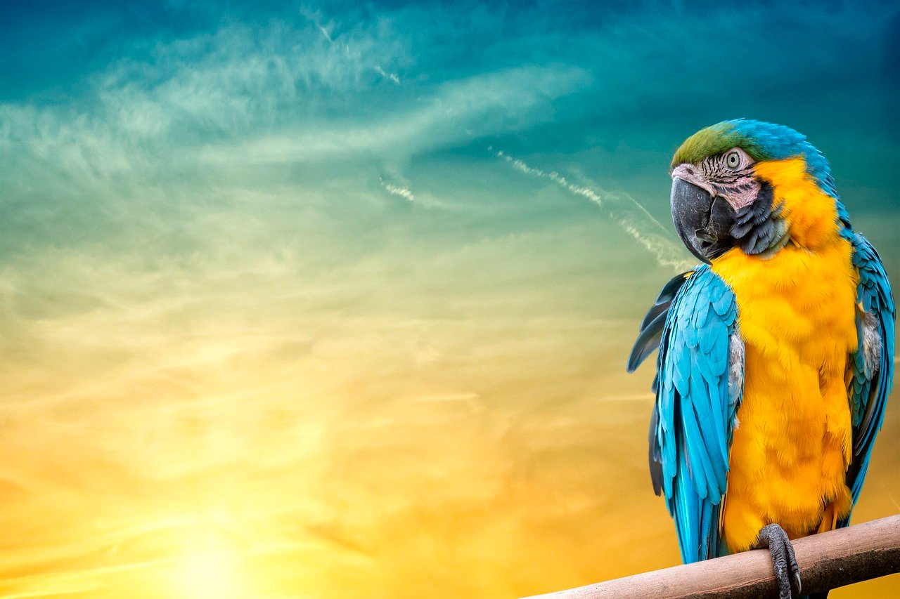 Do Macaws make good pets?