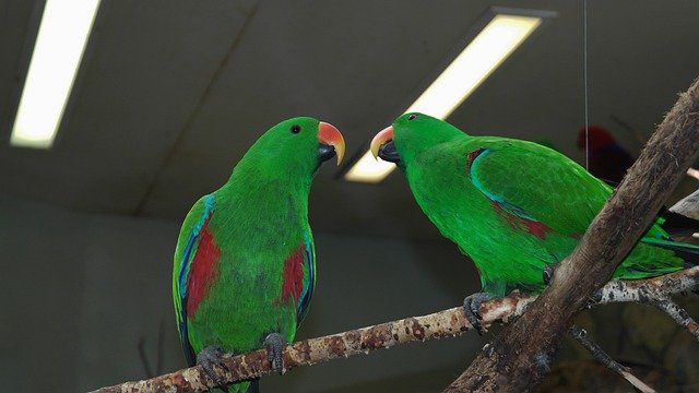 Exotic pet birds for beginners