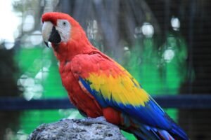 Do macaws make good pets? (Scarlett Macaw)