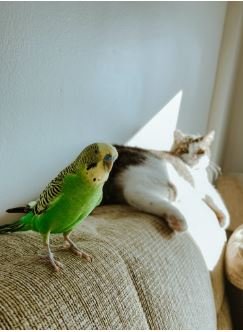 How Birds Are Better Pets than Cats?