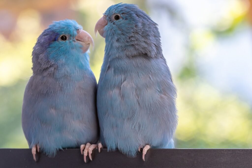 parrotlets as a companion of cockatiel