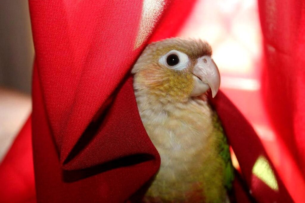 Green cheeked conre as a companion of cockatiel