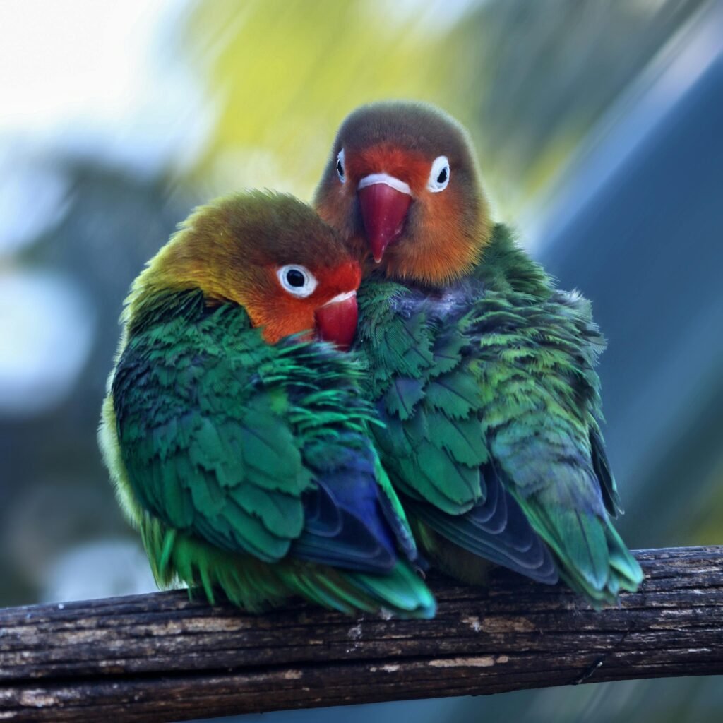 Birds that get along with cockatiel(Love birds)
