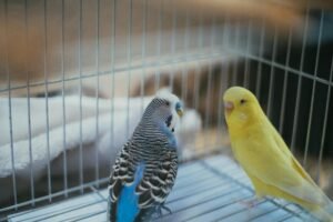 Traveling with pet birds