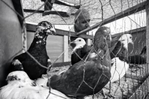 Traveling with pet birds