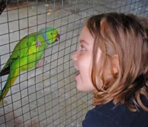 when do parrots start talking?