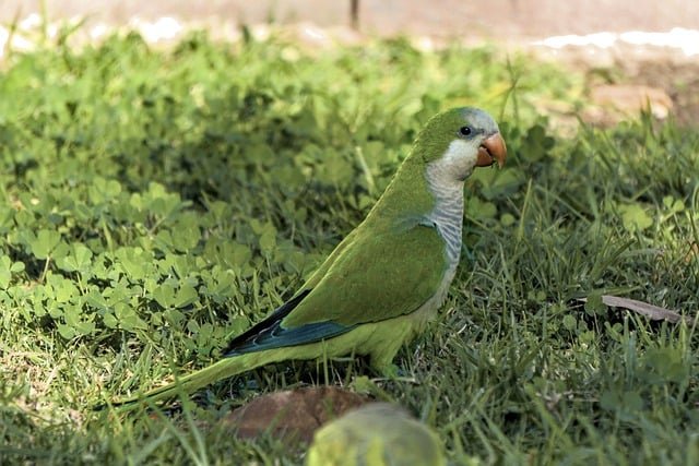 exotic pet birds for beginners