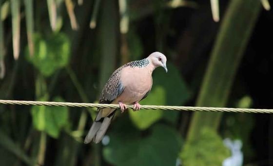 Best toys for African grey parrots