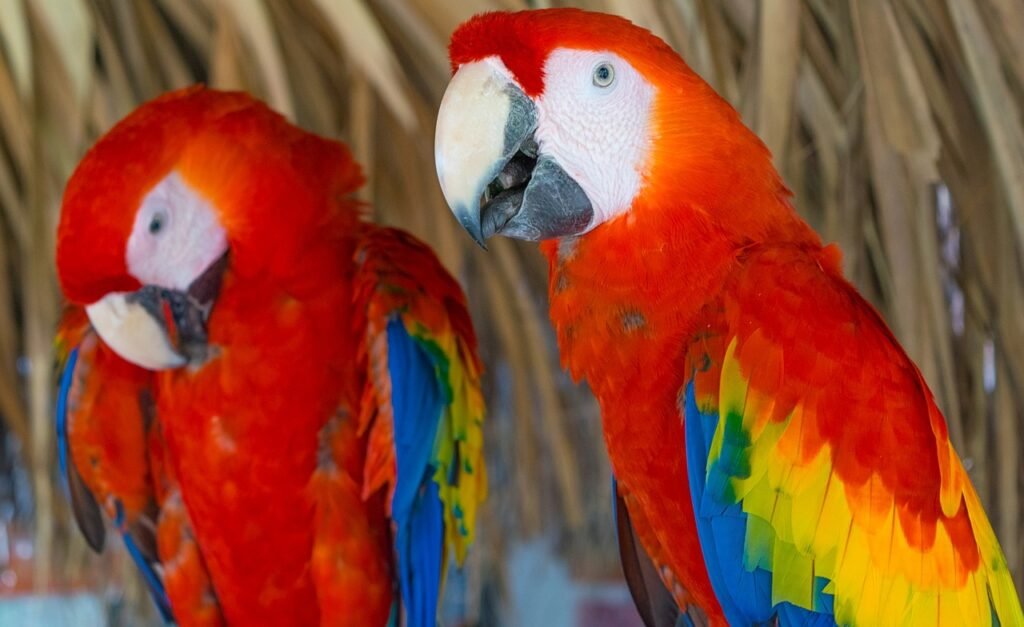 Do Macaws make good pets?