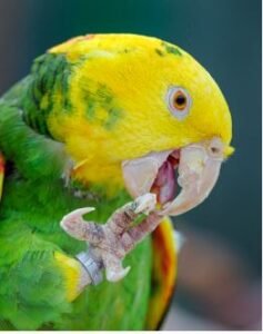 Yellow-naped amazon parrot