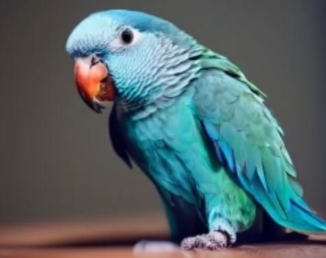 Sweet looking Blue Quaker parrot.