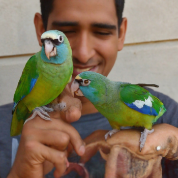 pinous parrot birds on owner hand enjoying