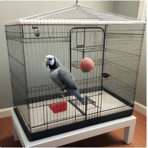 Cage setup for African grey parrot.