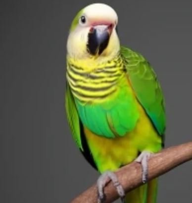 Image of a Quaker Parakeet displaying positive visualization during training.