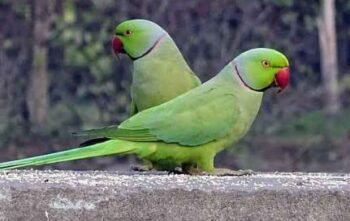vibrant Indian ringneck parakeets
