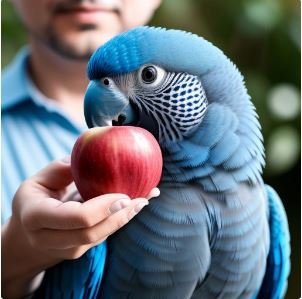 Blue Quaker Parrot enjoying an apple with owner during speech training session.