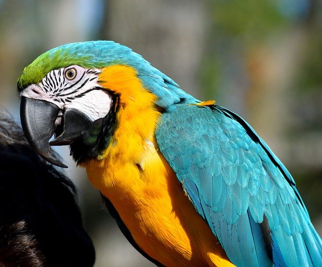 A vibrant Macaw Parrot perched on a branch, embodying the spirit of our Talking Parrot Birds blog