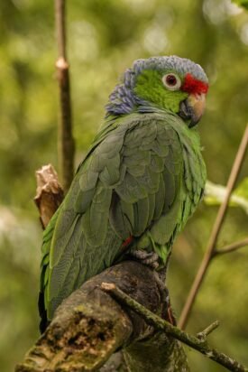 Pinous parrot as pet perching on a branch