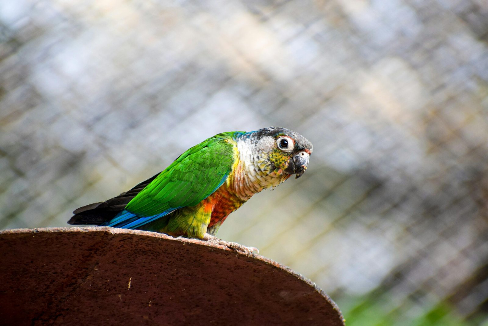 Pionus Parrot Birds: Captivating Gazes Caught on Camera!