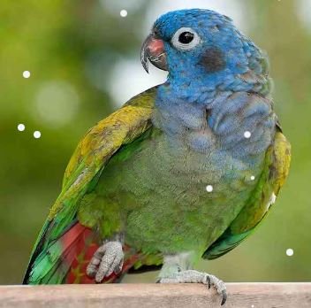 pinous parrots as pets